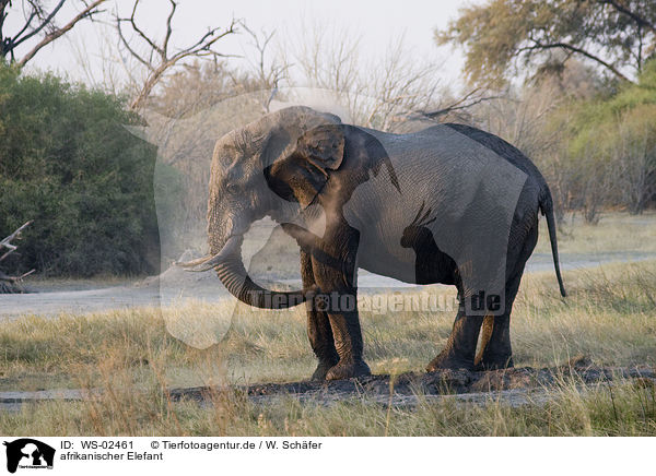 afrikanischer Elefant / WS-02461