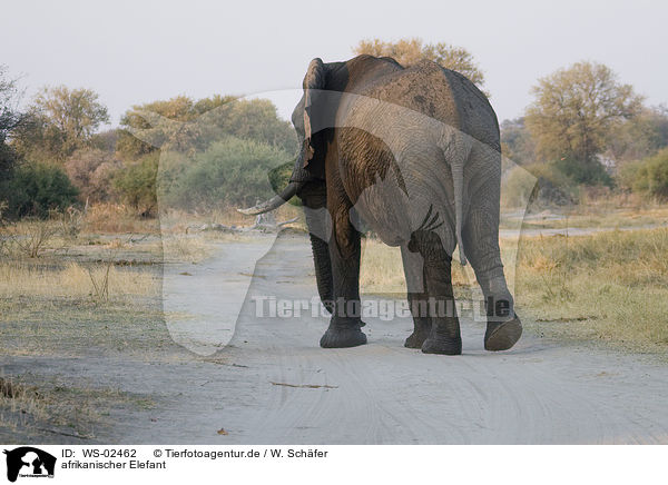 afrikanischer Elefant / WS-02462