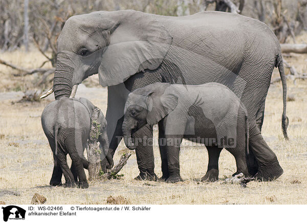 afrikanischer Elefant / african elephant / WS-02466