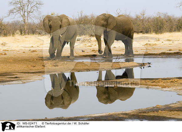 afrikanischer Elefant / WS-02471