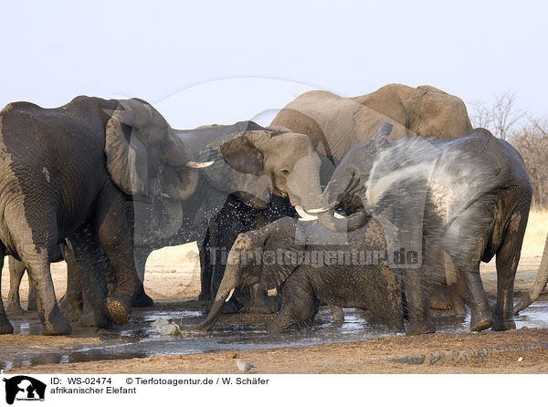 afrikanischer Elefant / african elephant / WS-02474