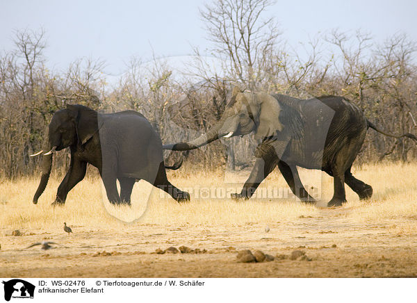 afrikanischer Elefant / african elephant / WS-02476