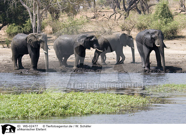afrikanischer Elefant / african elephant / WS-02477
