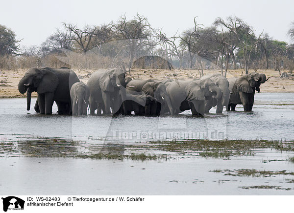 afrikanischer Elefant / african elephant / WS-02483