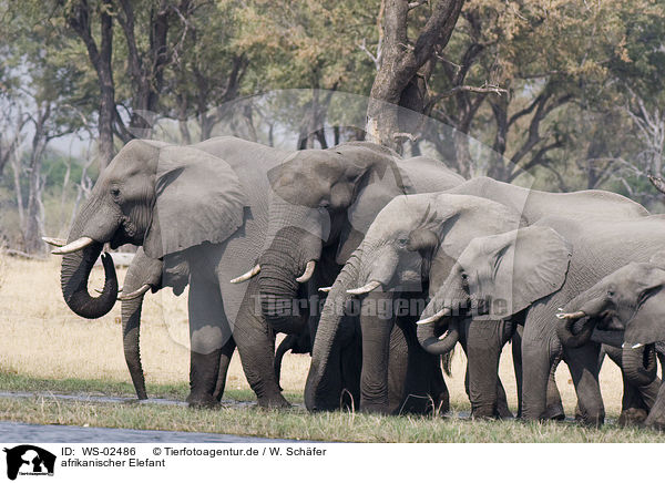 afrikanischer Elefant / african elephant / WS-02486