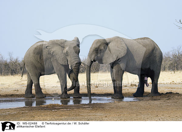 afrikanischer Elefant / african elephant / WS-02488