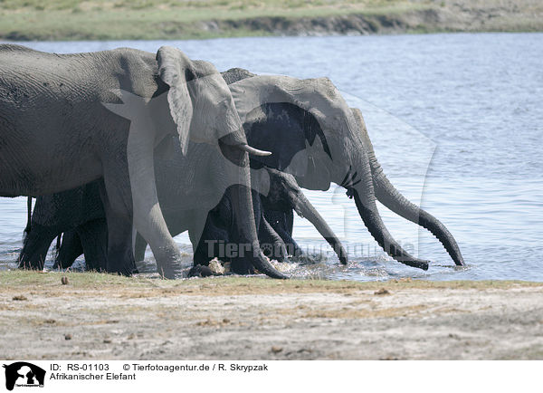 Afrikanischer Elefant / african elephant / RS-01103