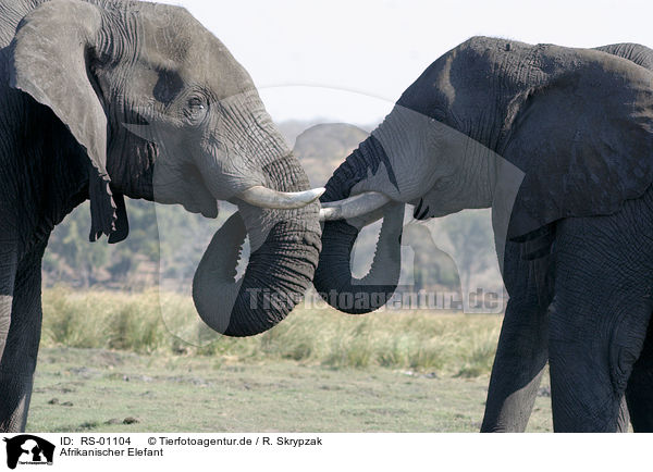 Afrikanischer Elefant / african elephant / RS-01104