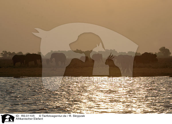 Afrikanischer Elefant / RS-01105