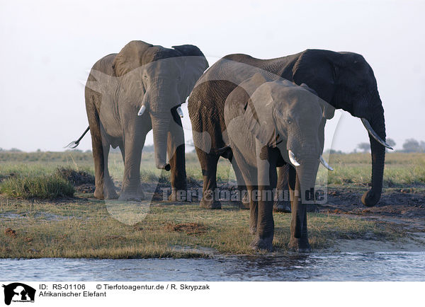 Afrikanischer Elefant / african elephant / RS-01106