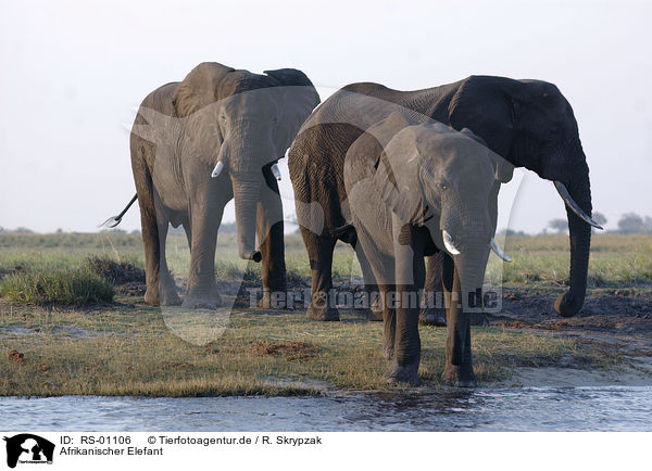 Afrikanischer Elefant / RS-01106