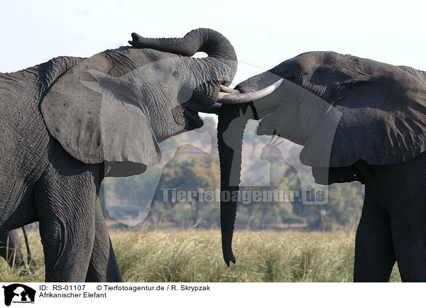 Afrikanischer Elefant / RS-01107