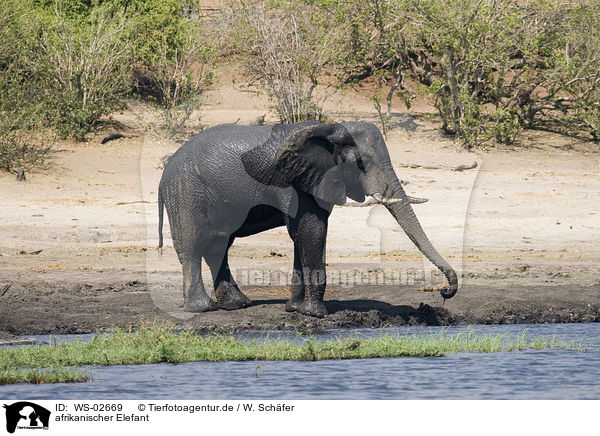 afrikanischer Elefant / african elephant / WS-02669