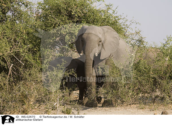 afrikanischer Elefant / WS-02670