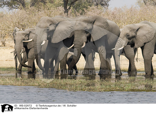 afrikanische Elefantenherde / Herd of african elephants / WS-02672
