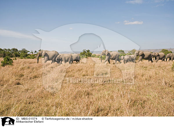 Afrikanischer Elefant / African elephant / MBS-01574