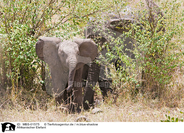 Afrikanischer Elefant / African elephant / MBS-01575