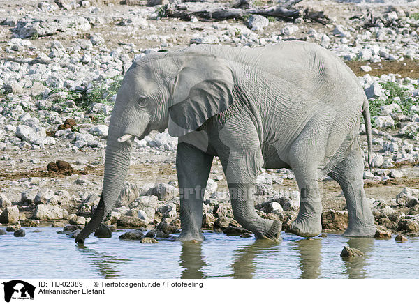 Afrikanischer Elefant / HJ-02389