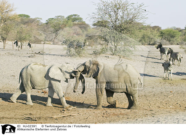 Afrikanische Elefanten und Zebras / HJ-02391