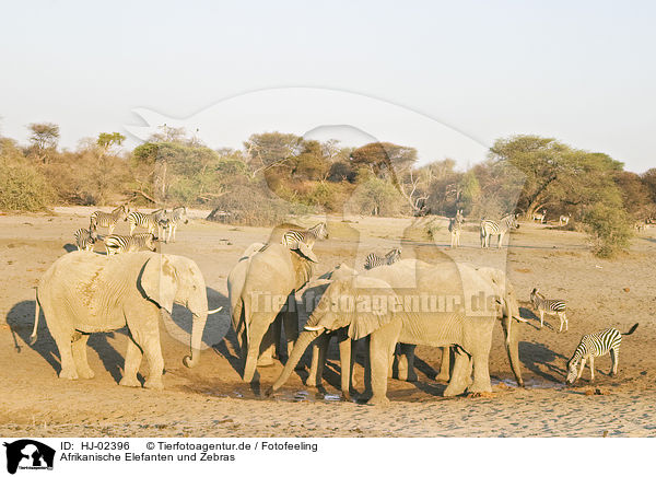 Afrikanische Elefanten und Zebras / African Elephants and zebras / HJ-02396
