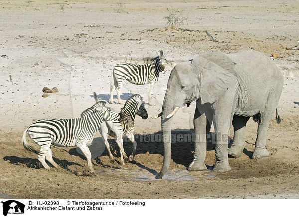 Afrikanischer Elefant und Zebras / African Elephant and zebras / HJ-02398