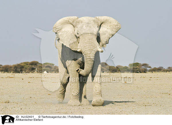 Afrikanischer Elefant / African Elephant / HJ-02401