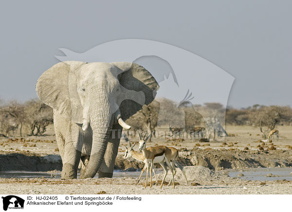 Afrikanischer Elefant und Springbcke / HJ-02405