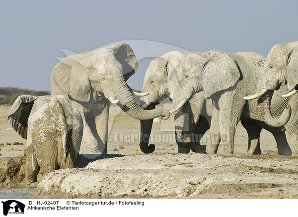 Afrikanische Elefanten / African Elephants / HJ-02407