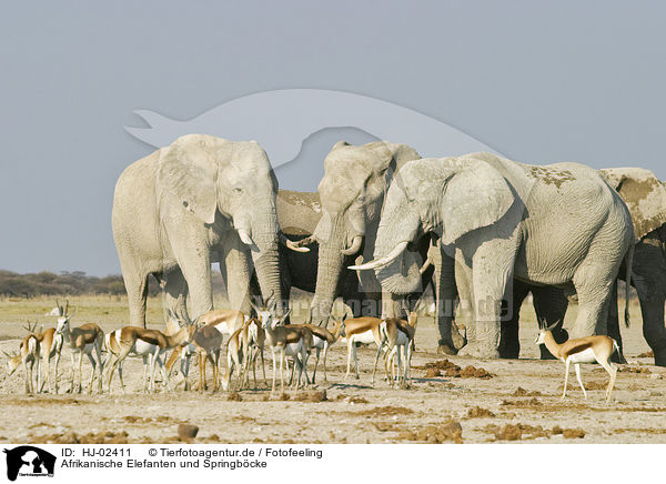 Afrikanische Elefanten und Springbcke / HJ-02411