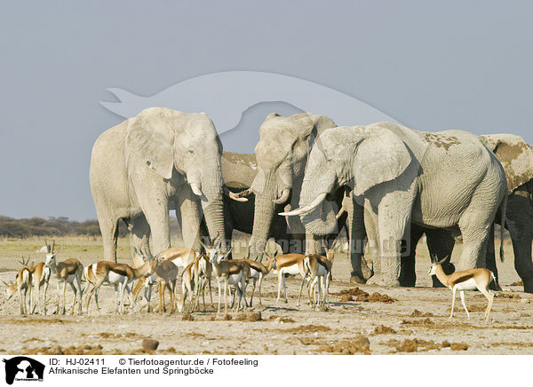 Afrikanische Elefanten und Springbcke / African Elephants and springboks / HJ-02411