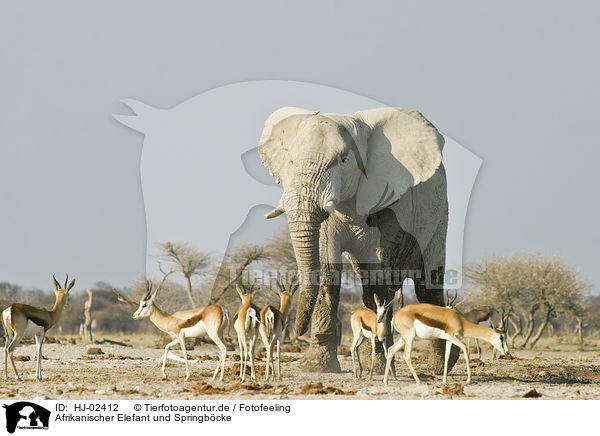Afrikanischer Elefant und Springbcke / HJ-02412