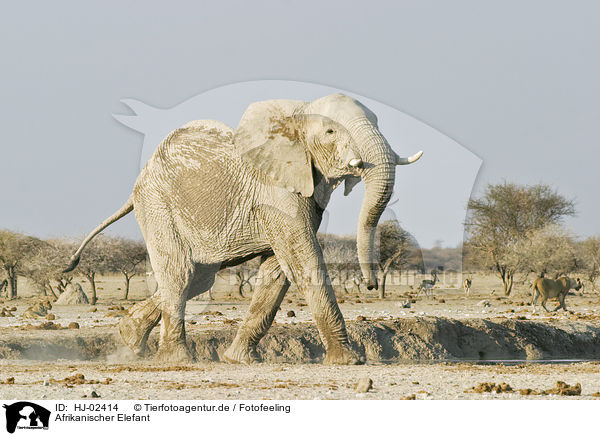 Afrikanischer Elefant / HJ-02414