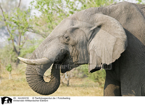 trinkender Afrikanischer Elefant / drinking African Elephant / HJ-02416