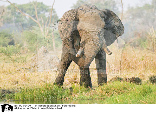 Afrikanischer Elefant beim Schlammbad / African Elephant at body care / HJ-02420