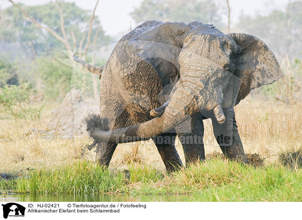 Afrikanischer Elefant beim Schlammbad / African Elephant at body care / HJ-02421