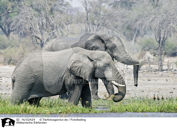 Afrikanische Elefanten / HJ-02424