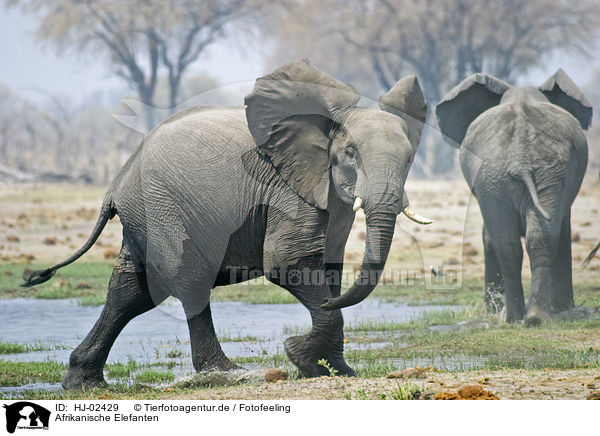 Afrikanische Elefanten / HJ-02429