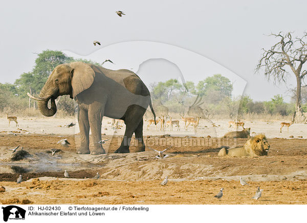 Afrikanischer Elefant und Lwen / HJ-02430