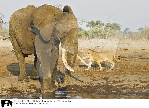 Afrikanischer Elefant und Lwe / African Elephant and lion / HJ-02435
