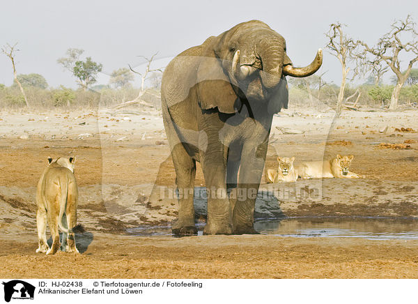 Afrikanischer Elefant und Lwen / HJ-02438