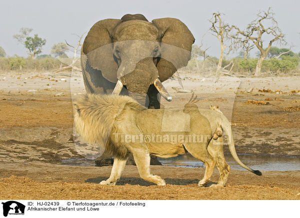 Afrikanischer Elefant und Lwe / African Elephant and lion / HJ-02439