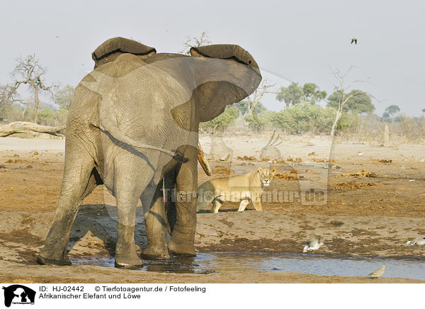 Afrikanischer Elefant und Lwe / African Elephant and lion / HJ-02442