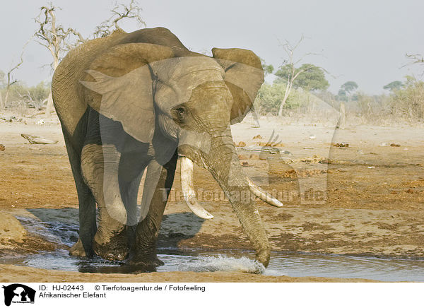 Afrikanischer Elefant / HJ-02443