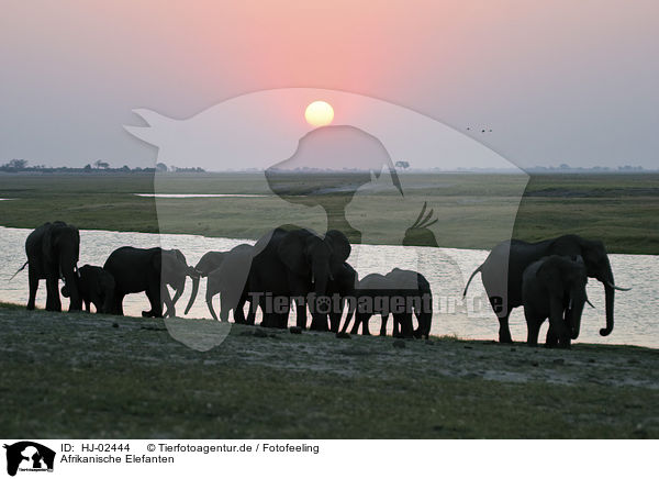 Afrikanische Elefanten / African Elephants / HJ-02444