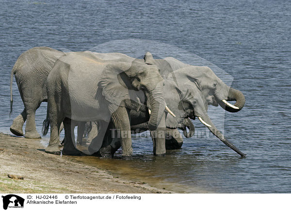 Afrikanische Elefanten / African Elephants / HJ-02446