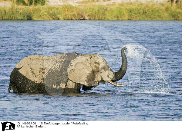 Afrikanischer Elefant / HJ-02450