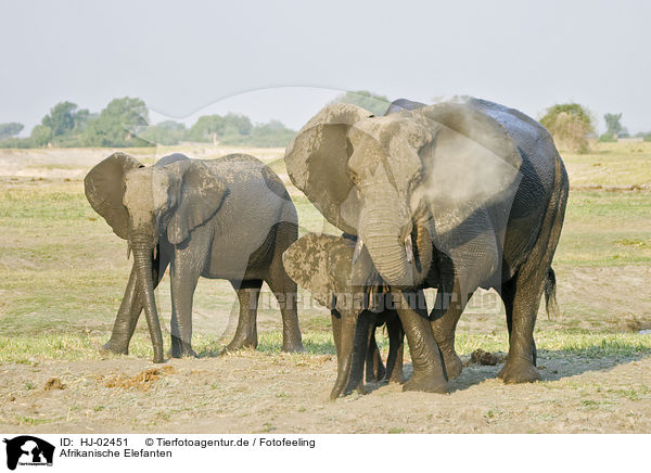 Afrikanische Elefanten / HJ-02451