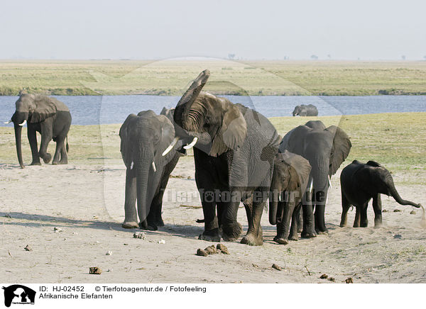 Afrikanische Elefanten / HJ-02452