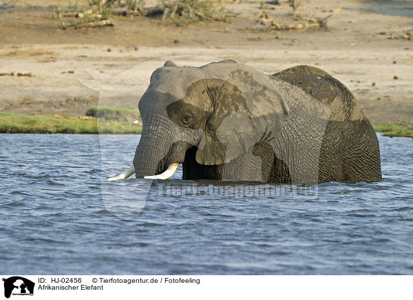 Afrikanischer Elefant / African Elephant / HJ-02456