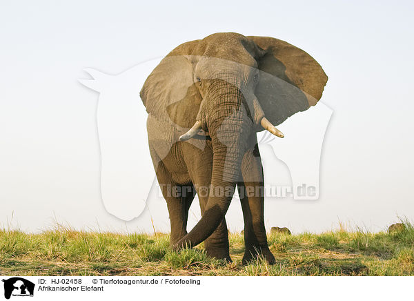 Afrikanischer Elefant / HJ-02458